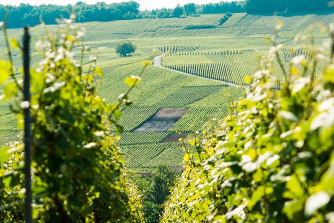 Champagne Day Trip with 6 Tastings, Reims and Winery from Paris - Stop 1: Champagne-Ardenne vineyard walk and what the grapes teach you