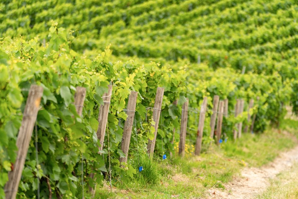 From Paris: Day Trip to Champagne with 8 Tastings & Lunch - How the 8 Tastings Teach You to Taste Like a Pro