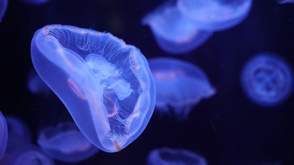 Paris: Aquarium de Paris Entrance Ticket - Practical tips so your visit feels smooth
