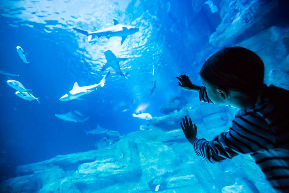 Paris: Aquarium de Paris Entrance Ticket - The route that works: sharks tunnel, jellyfish glow, and sting ray moments