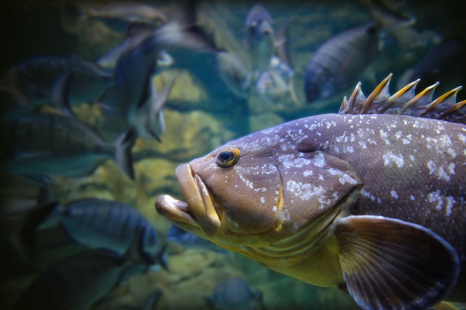Paris: Aquarium de Paris Entrance Ticket - How long you’ll need: plan 1–2 hours, with room for more