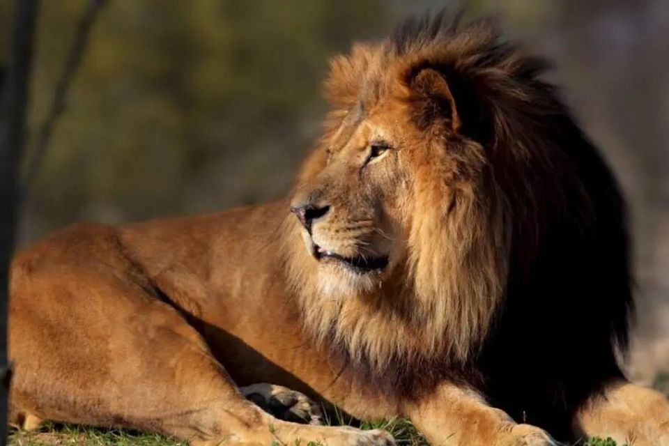 Paris: Paris Zoological Park Entrance Ticket - Key things to know before you go