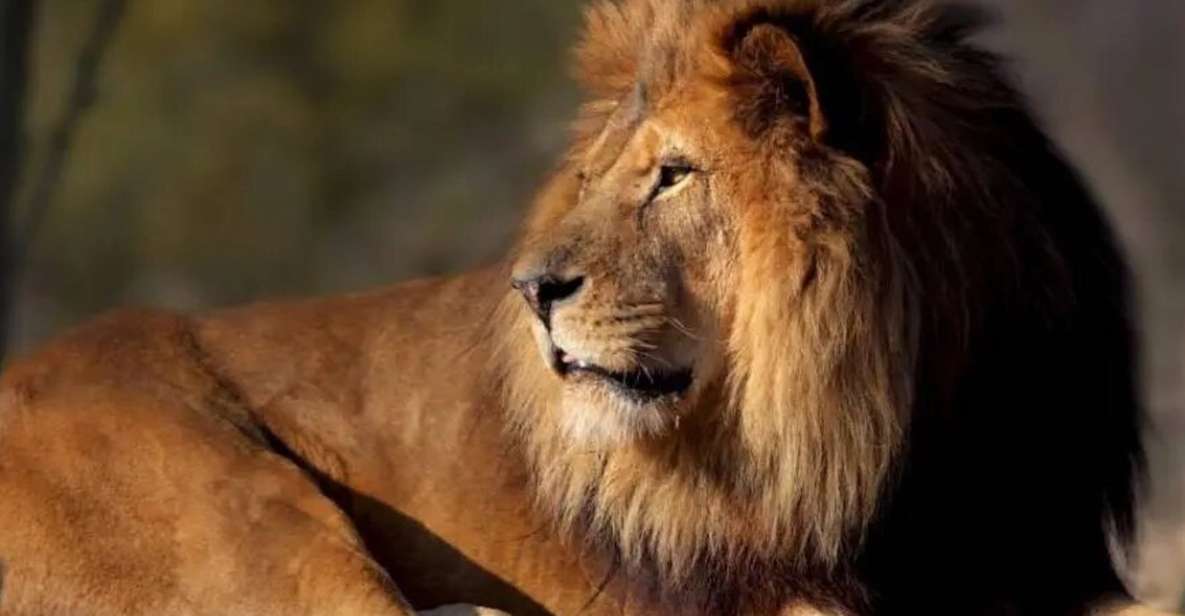 Paris: Paris Zoological Park Entrance Ticket - African Zone: Lions, Giraffes, Zebras, and the Classic Zoo Feeling