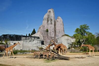 Paris: Paris Zoological Park Entrance Ticket - Refreshed Zoo Grounds + Easy Walking That Works in City Heat